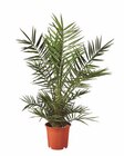 Winterharte Palme im Lidl Prospekt Winterharte Palme von im aktuellen Lidl Prospekt für 15,99 €