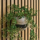 Blumentopfring im Hornbach Prospekt Blumentopfring von im aktuellen Hornbach Prospekt fĂŒr 16,95 âŹ