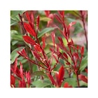 Photinia carré rouge en pot de 3 litres - BOTANIC® en promo chez Botanic Grenoble à 14,99 €