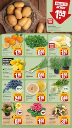 REWE Blumen im Prospekt 