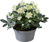 Rose de Noël en coupe dans le catalogue Lidl