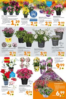 Blumen im Globus-Baumarkt Prospekt "Immer eine Idee besser" mit 16 Seiten (Augsburg)