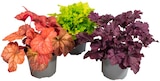 Heuchera Mix Purpurglöckchen Angebote bei REWE Fürth für 3,49 €