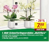 Midi-Schmetterlingsorchidee Multiflora im Angebot bei toom Baumarkt in Fürth Midi-Schmetterlingsorchidee Multiflora Angebote bei toom Baumarkt Fürth für 3,19 €