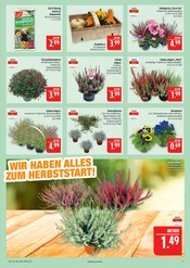 Blumenerde im Marktkauf Prospekt in Schwabach Aktueller Marktkauf Prospekt mit Blumenerde, "AUSWAHL RIESIG, PREISE NIEDRIG", Seite 9