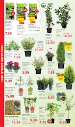 Weihrauchpflanze Angebot im aktuellen Jawoll Prospekt auf Seite 10