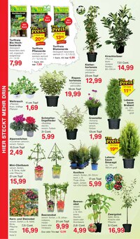 Kirschen im Jawoll Prospekt "Sonderposten-Märkte" mit 16 Seiten (Köln)