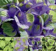Hortensie Hydrangea Magical bei BAUHAUS in Neunkirchen Hortensie Hydrangea Magical im Angebot bei BAUHAUS Neunkirchen für 12,95 €