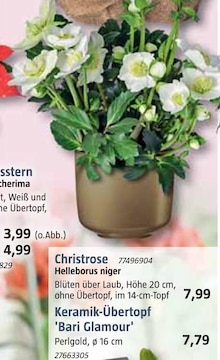Blumen im aktuellen BAUHAUS Prospekt für €7.99
