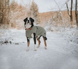 Hundemantel 'Uppsala' bei Raiffeisenmarkt im Prospekt "" für 34,99 €