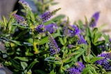 Promo Véronique arbustive à 6,99 € dans le catalogue Jardiland à Gometz-le-Châtel