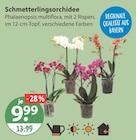 Schmetterlingsorchidee im V-Markt Prospekt Schmetterlingsorchidee von im aktuellen V-Markt Prospekt für 9,99 €