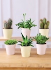 Cactus - Super U à Nîmes Cactus en promo chez Super U Nîmes à 5,99 €