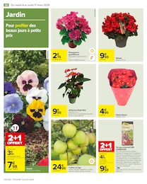 Offre Plante Vivace dans le catalogue Carrefour du moment à la page 58