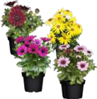 Verschiedene Sommerstauden im aktuellen Prospekt bei EDEKA in Ratzeburg