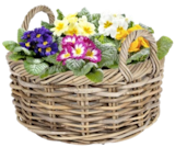 Thomas Philipps Flörsheim - Weidenkorb Marathi Angebot im Prospekt Weidenkorb Marathi bei Thomas Philipps im Flörsheim Prospekt für 9,99 €