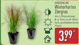 Winterhartes Ziergras von Gardenline für 3,99 € bei ALDI Nord im Angebot Winterhartes Ziergras von Gardenline im aktuellen ALDI Nord Prospekt