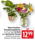 Natal-Strelizie-Paradiesvogelblume Angebote bei EDEKA Karlsruhe für 12,99 €
