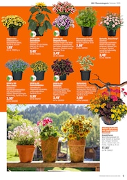 Sonnenblume Angebot im aktuellen OBI Prospekt auf Seite 5