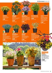 Topf im OBI Prospekt in Bocholt Aktueller OBI Prospekt mit Topf, "BRING FARBE IN DEN GARTEN!", Seite 5
