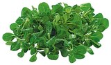Bio Feldsalat bei REWE im Kelkheim Prospekt für 1,29 €