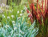 Lampenputzergras Mix im OBI Prospekt Lampenputzergras Mix von Grow by Obi im aktuellen OBI Prospekt für 14,99 €