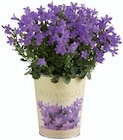 Campanule pot zinc "Nostalgie" à 2,99 € dans le catalogue Lidl