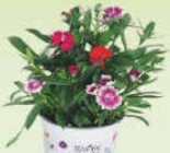 Aktuelle Blumen Angebote bei Netto Marken-Discount in Pforzheim Aktuelles Nelken Angebot bei Netto Marken-Discount in Pforzheim ab 1,99 €
