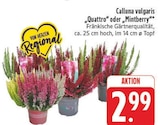 Calluna vulgaris Quattro bei E center im Mellrichstadt Prospekt für 2,99 €
