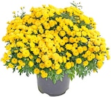 Thomas Philipps Rostock - Chrysanthemen Angebot im Prospekt Chrysanthemen bei Thomas Philipps im Rostock Prospekt für 3,59 €