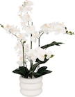 Orchidée Mick pot ciment H.80cm - Maxi Bazar à Aulnay-sous-Bois Orchidée Mick pot ciment H.80cm en promo chez Maxi Bazar Aulnay-sous-Bois à 19,99 €