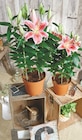Lys Oriental Pot 19 cm dans le catalogue Intermarché
