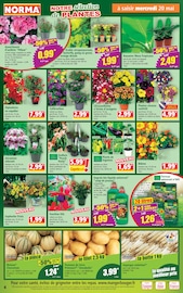 Terreau en promo dans le catalogue Norma à la page 4