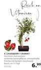 Cranberry 'Cranny' von  im aktuellen Dehner Garten-Center Prospekt für 6,99 €