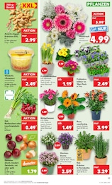 Blumen im Kaufland Prospekt Aktuelle Angebote auf S. 17