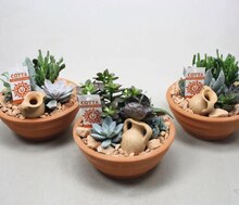 Géant Casino Boissy-Saint-Léger - Succulentes en coupe terracotta Promo Succulentes en coupe terracotta dans le catalogue Géant Casino Un trésor d'anniv' à Boissy-Saint-Léger