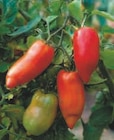 Plants de tomates anciennes - U Express à Strasbourg Plants de tomates anciennes en promo chez U Express Strasbourg à 1,90 €