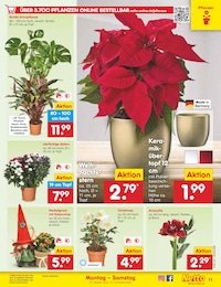Blumen Angebot im aktuellen Netto Marken-Discount Prospekt auf Seite 13