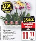 Orchideen 'Phalaenopsis' für 3,70 € bei E center im Angebot Orchideen 'Phalaenopsis' im aktuellen E center Prospekt