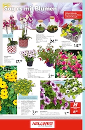 Orchidee Angebot & Preis im aktuellen Hellweg Prospekt Orchidee Angebot im aktuellen Hellweg Prospekt auf Seite 28