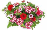 Angebot im Hagebaumarkt Brunnthal Prospekt Hagebaumarkt Brunnthal Prospekt mit im Angebot für 3,49 €