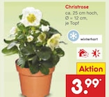 Christrose im Angebot bei Netto Marken-Discount in Wismar Christrose Angebote bei Netto Marken-Discount Wismar für 3,99 €