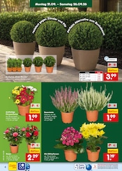 Pflanzen im Netto Marken-Discount Prospekt in Erkrath Aktueller Netto Marken-Discount Prospekt mit Pflanzen, "Aktuelle Angebote", Seite 4
