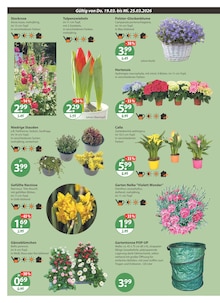 Hortensie im V-Markt Prospekt "V-Markt einfach besser einkaufen" mit 26 Seiten (München)