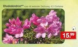 Rhododendron Angebote bei Zimmermann Bremen für 15,99 €