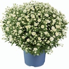 Gros chrysanthème - Lidl à Arles Gros chrysanthème en promo chez Lidl Arles à 3,89 €