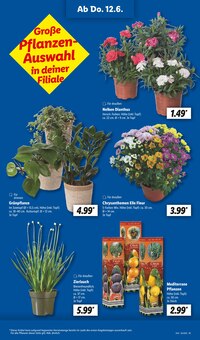 Pflanzen im Lidl Prospekt "LIDL LOHNT SICH" mit 68 Seiten (Bielefeld)