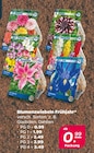 Blumenzwiebeln Frühjahr PG 0 im Angebot bei Netto mit dem Scottie in Norderstedt Blumenzwiebeln Frühjahr PG 0 Angebote bei Netto mit dem Scottie Norderstedt für 0,99 €