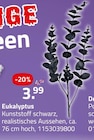 Eukalyptus von  im aktuellen ROLLER Prospekt für 3,99 €