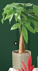 Plantes vertes en promo à 10,99 € chez Super U Plantes vertes dans le catalogue Super U